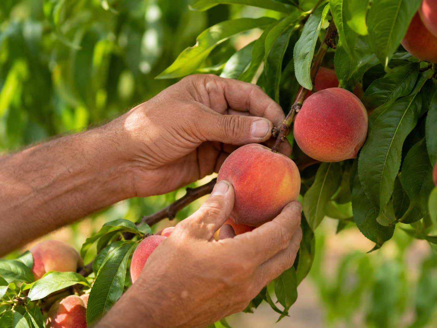 Tecnlogie-agricole-3.jpg